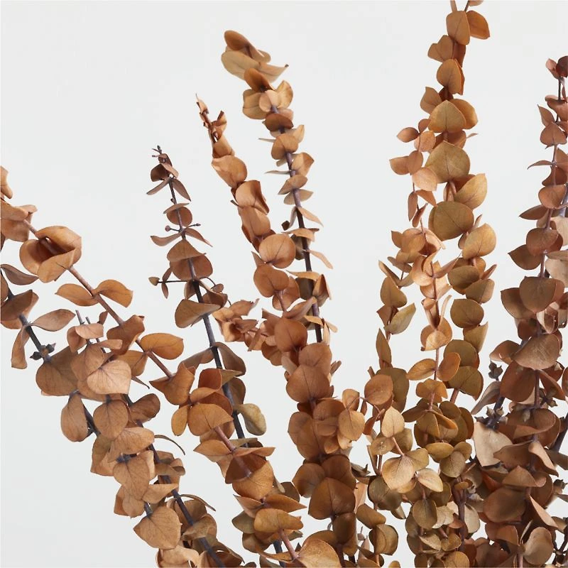 Camel Brown Dried Eucalyptus Plant Bunch