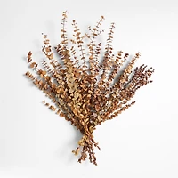 Camel Brown Dried Eucalyptus Plant Bunch