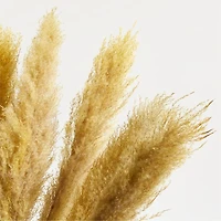Golden Yellow Dried Grass Plume Bunch