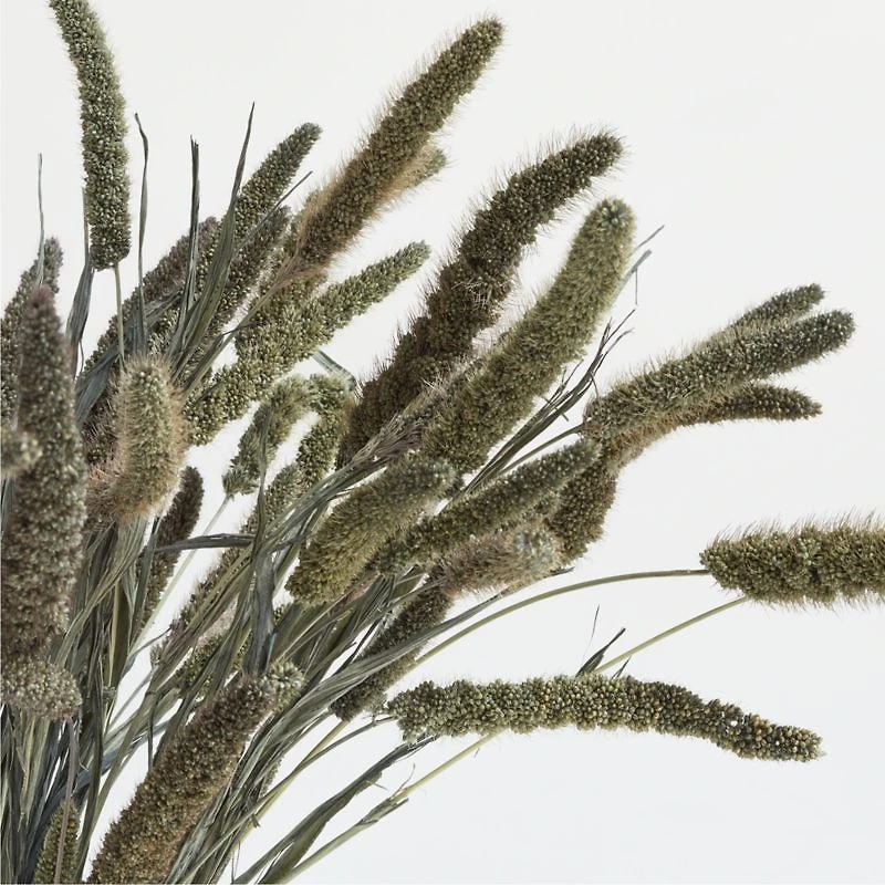 Green Dried Millet Plant Bunch