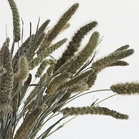 Green Dried Millet Plant Bunch