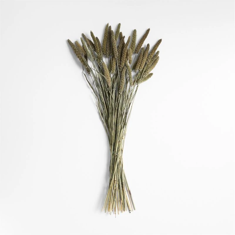 Green Dried Millet Plant Bunch