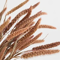 Dried Millet Plant Bunch