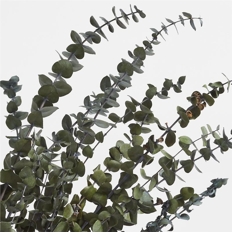 Olive Green Dried Eucalyptus Plant Bunch