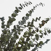 Olive Green Dried Eucalyptus Plant Bunch