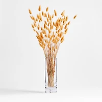 Camel Lagarus Dried Bunny Tail Bunch