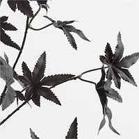 Faux Black Maple Stem 66"