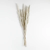 Grass Plume Dried Botanical Bunch
