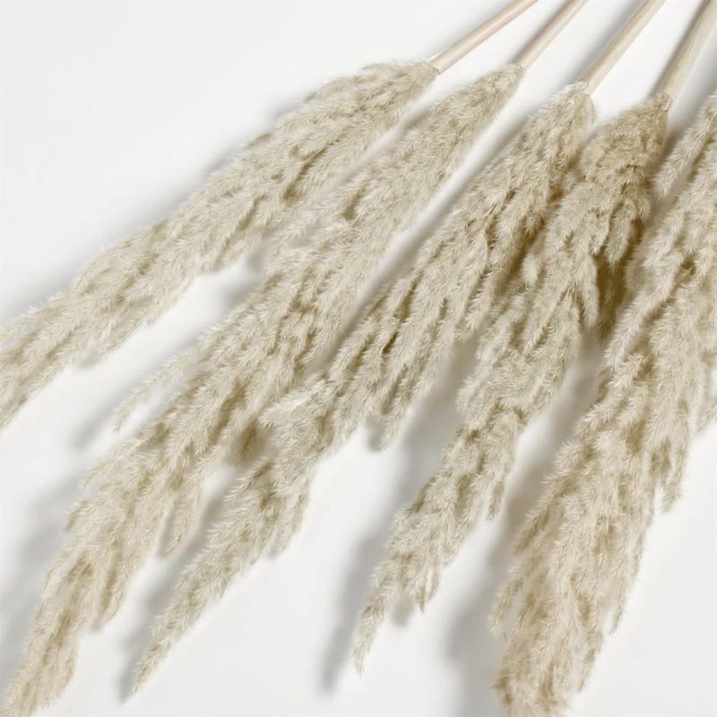 Grass Plume Dried Botanical Bunch