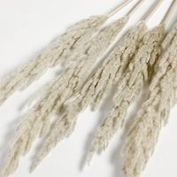 Grass Plume Dried Botanical Bunch