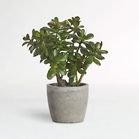 Potted Faux Jade Plant