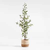 Potted Faux Almond Tree 8'