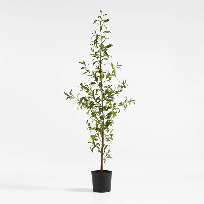 Potted Faux Almond Tree 8'