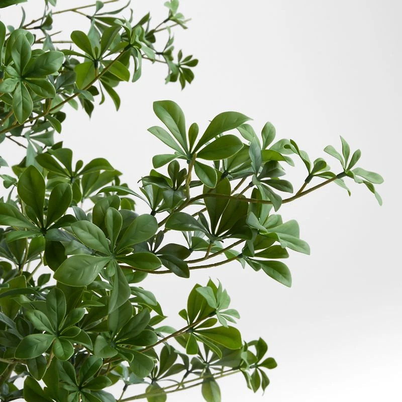 Potted Faux Black Olive Tree 7.5'