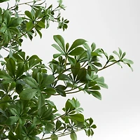 Potted Faux Black Olive Tree 7.5'