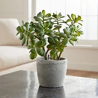 Potted Faux Jade Plant