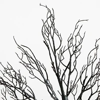 Faux Pre-Lit Black Branch Tree 5'