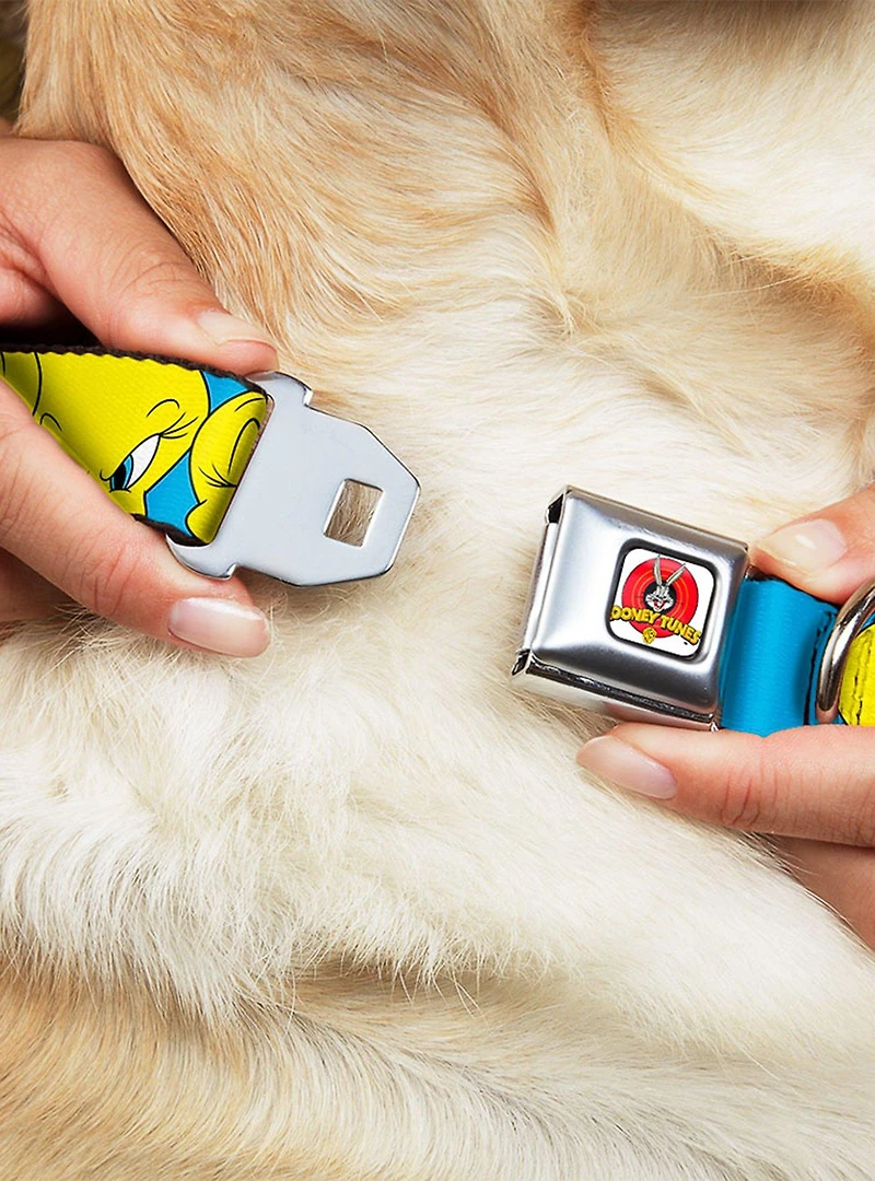 Looney Tunes Tweety Bird Close Up Baby Blue Seatbelt Buckle Dog Collar