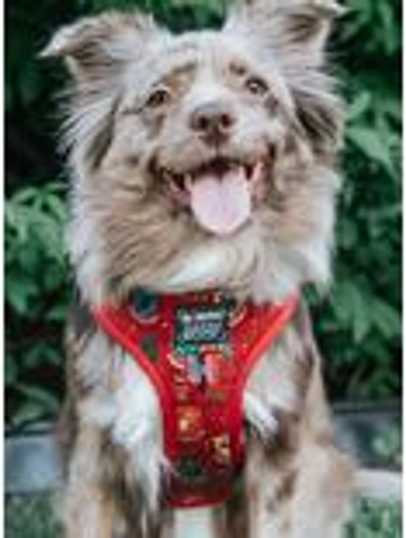 Harry Potter x Sassy Woof Adjustable Dog Harness