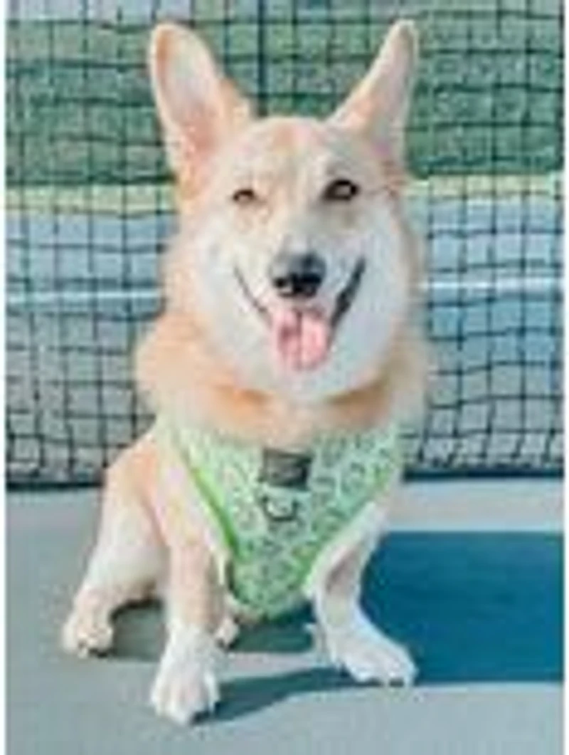 Sassy Woof Serving Up Sass Reversible Dog Harness