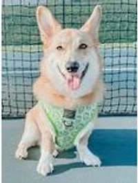 Sassy Woof Serving Up Sass Reversible Dog Harness