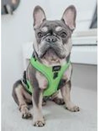 Sassy Woof Neon Green Adjustable Dog Harness