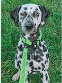 Sassy Woof Neon Green Dog Walk Bundle