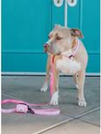 Barbie x Sassy Woof Malibu Dog Walk Bundle