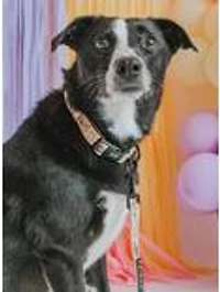 Friends x Sassy Woof Dog Collar