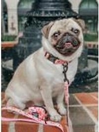 Friends x Sassy Woof You're My Lobster Dog Collar