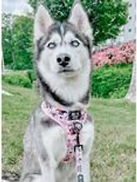 DC Comics Harley Quinn x Sassy Woof Adjustable Dog Harness