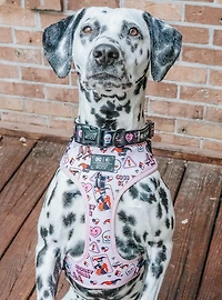 DC Comics Harley Quinn x Sassy Woof Dog Collar