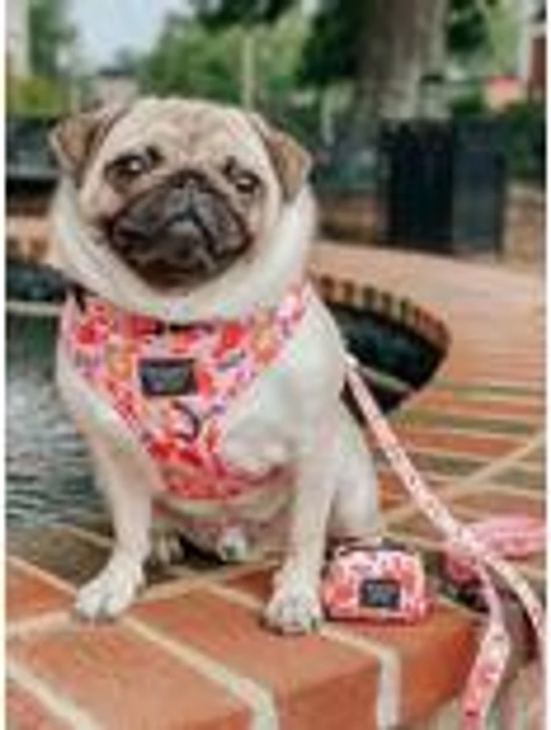 Friends x Sassy Woof You're My Lobster Adjustable Dog Harness