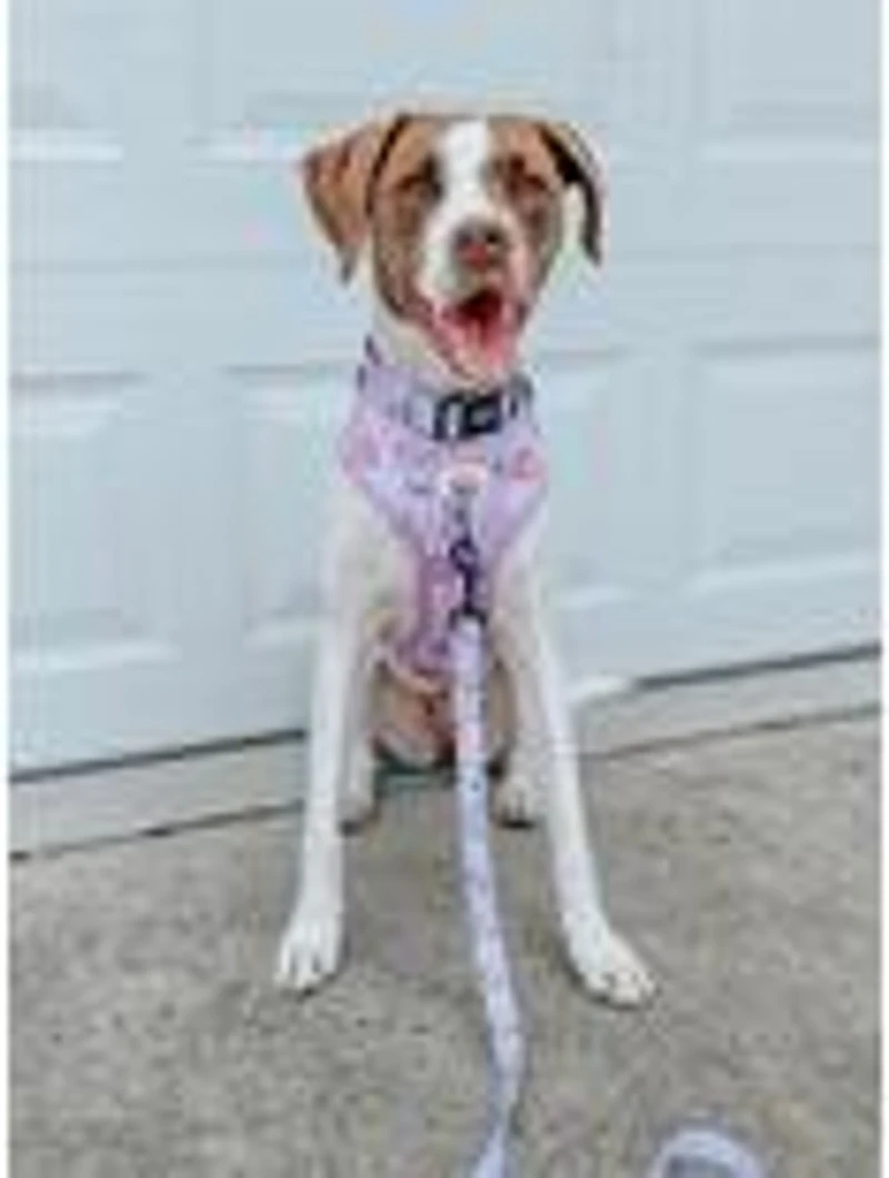 Barbie x Sassy Woof Closet Goals Adjustable Dog Harness