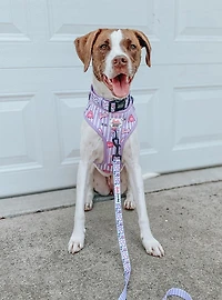 Barbie x Sassy Woof Closet Goals Dog Leash