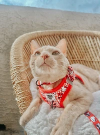 Sassy Meow Sanrio Hello Kitty Gingham Medium Cat Harness