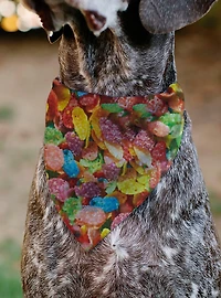 The Flintstones Fruity Pebbles Fred & Barney Cereal Box Slip On Collar Pet Bandana - Bandana Only