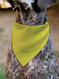 SpongeBob SquarePants Spsp $B Chain Pose Slip On Collar Pet Bandana - Bandana Only