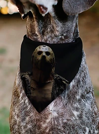 Friday The 13th Jason Pose and Title Black Slip On Collar Pet Bandana - Bandana Only