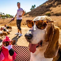 Bosley's Basset Hound Dreams OG Sunglasses