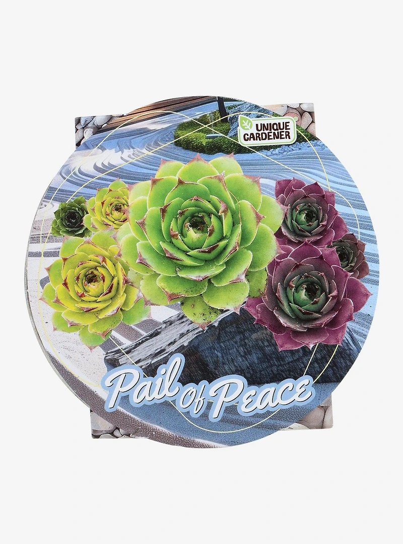 Pail of Peace Succulent Grow Kit