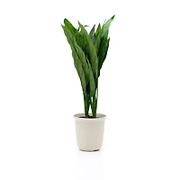 Chinese Evergreen - 22"