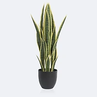 Faux Snake Plant