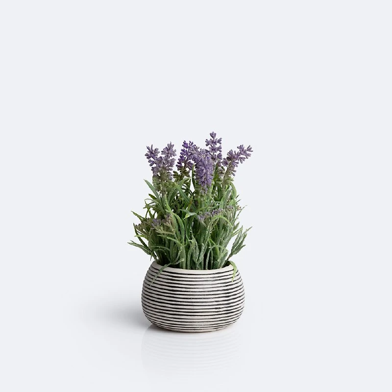 Lavender Plant