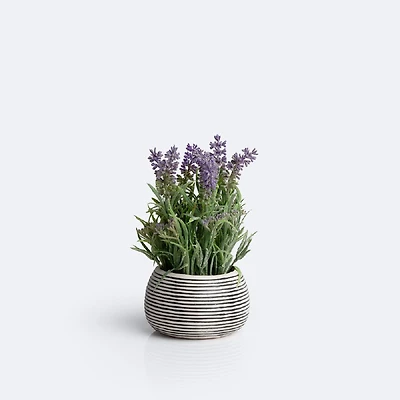 Lavender Plant