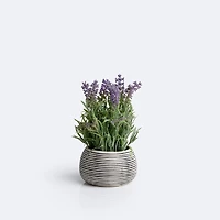Lavender Plant