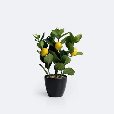 Lemon Tree