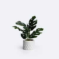 Monstera Planter
