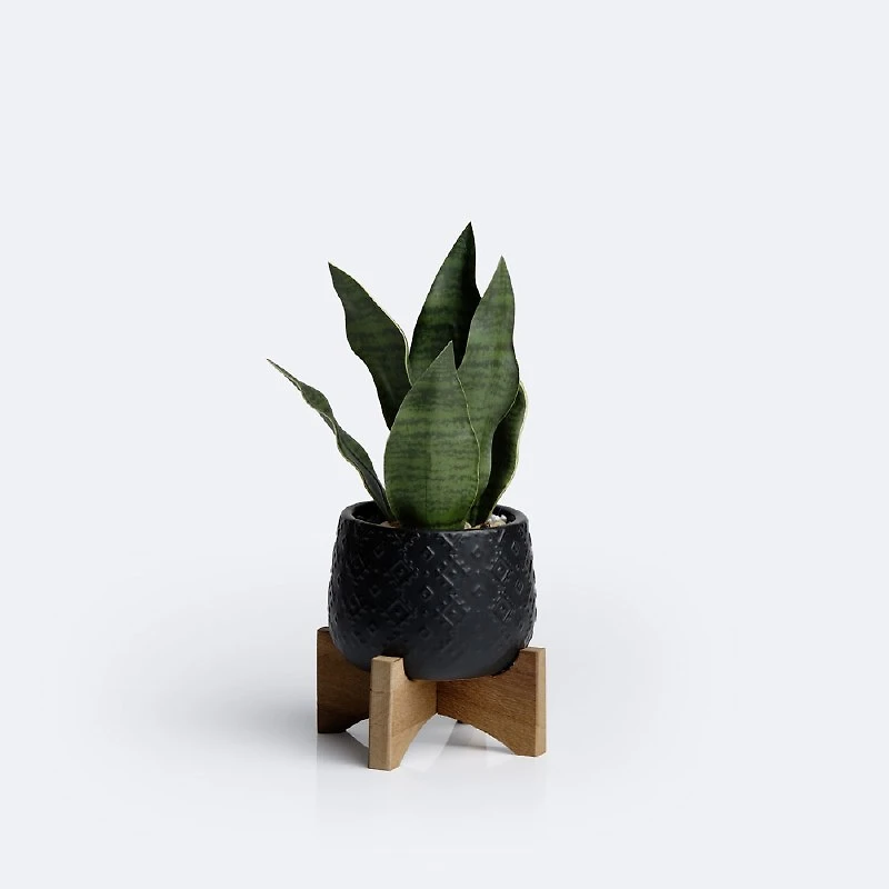 Snake Plant on Stand