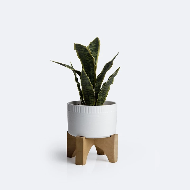 Snake Plant on Stand